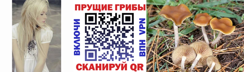 хочу наркоту  Электросталь  Псилоцибиновые грибы прущие грибы 